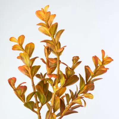 20" Fall Orange Boxwood Bush