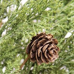 19" Western Cedar &amp; Pinecone Bush