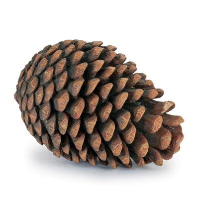 Rustic Pine Cones