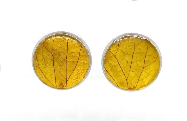 Puce d'oreilles, pétales d'Hortensia jaune