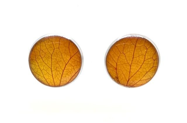 Puce d'oreilles, pétales d'Hortensia orange