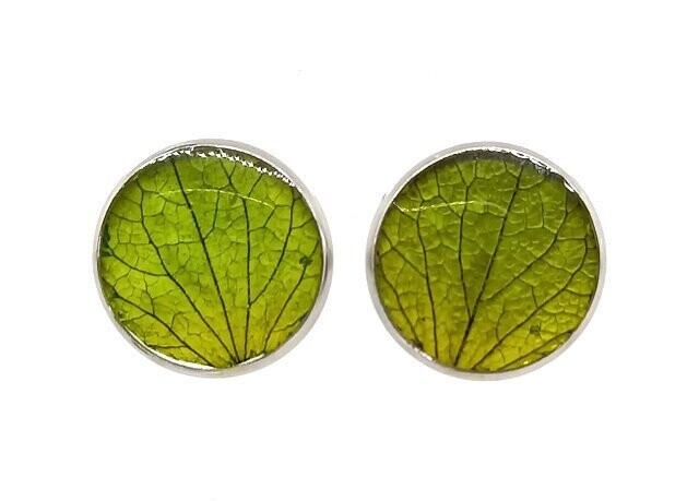 Puce d'oreilles, pétales d'Hortensia vert