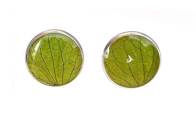 Puce d'oreilles, pétales d'Hortensia vert