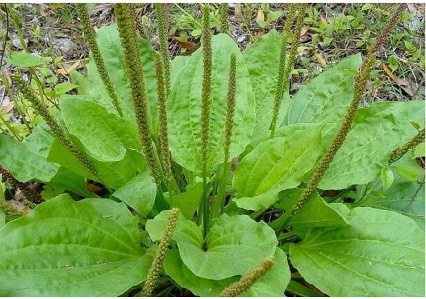 Plantain Teaz