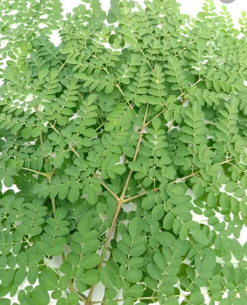 Moringa Teaz