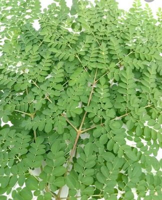 Moringa Teaz