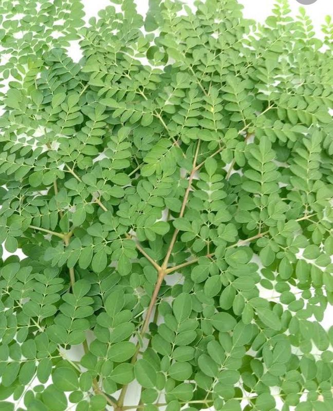 Moringa Teaz