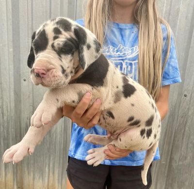 ZANE
