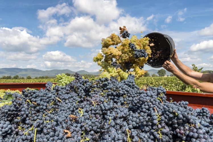 HARVEST TASTING