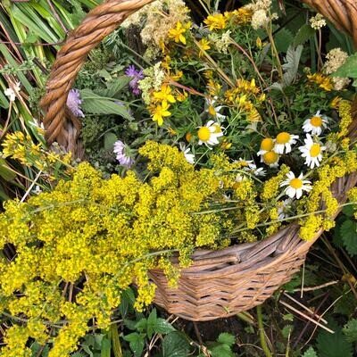 Foraging, Wild Medicine and Folklore Walk September 16th 2023