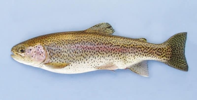 Rainbow Trout - Whole - Wild Caught - (Форель Радужная)