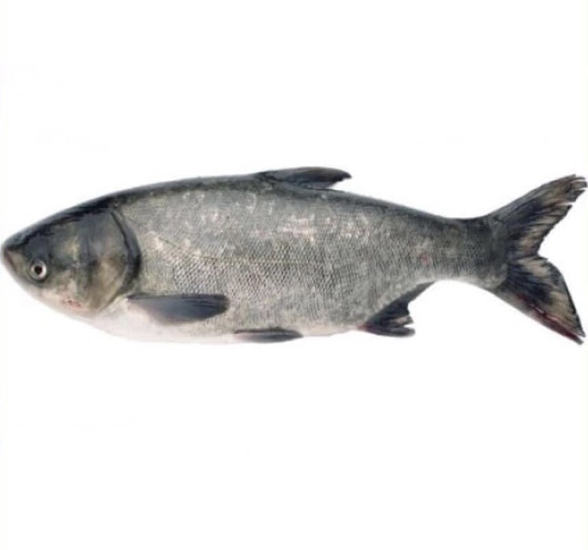 Buffalo Fish - Whole - Wild Caught - (Толстолобик - Тушка)
