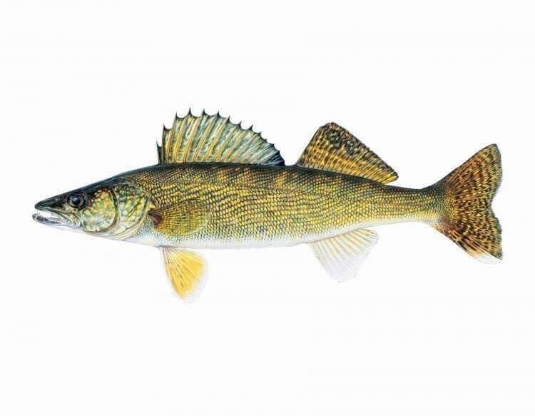Walleye - Fillets - Wild Caught - (Судак - Филе)