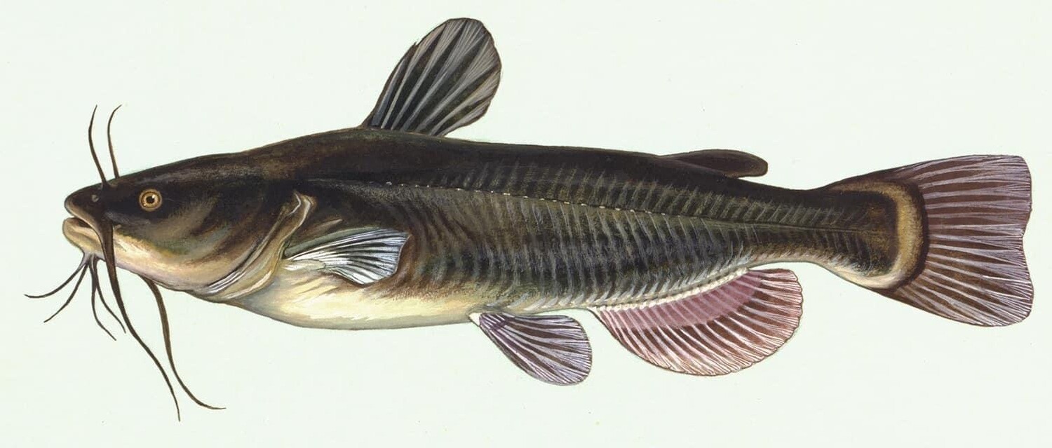 Catfish - Whole - Wild Caught - (Сом - Тушка)