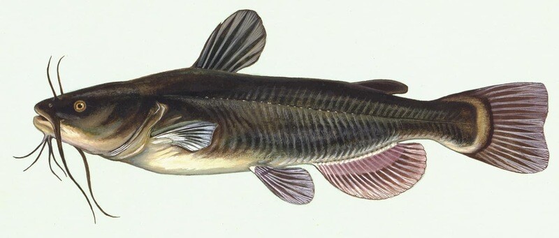 Catfish - Whole - Wild Caught - (Сом - Тушка)