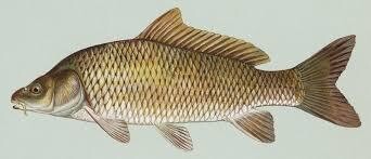 German Carp Fish - Whole - Wild Caught - (Сазан / Карп - Тушка)