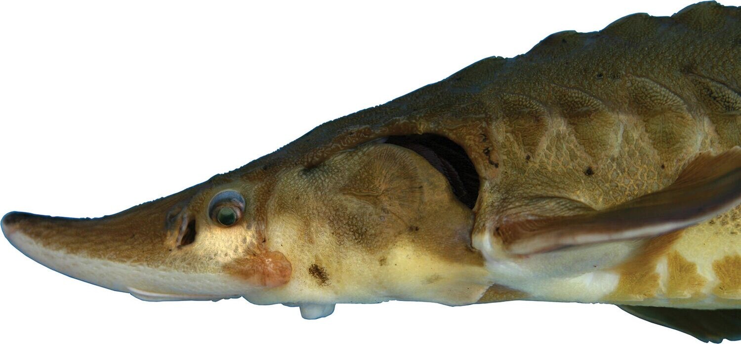Hackleback Sturgeon - Wild Caught - Whole - (Осётр - Тушка)