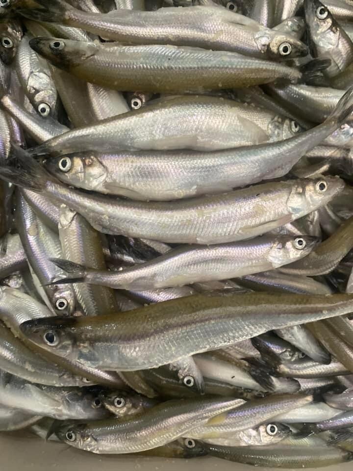 Smelt - 5-LB Bag - Wild Caught - (Корюшка)