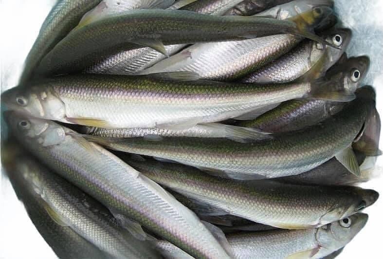 Wild Smelt – 5 lb Bag