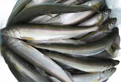 Wild Smelt – 5 lb Bag