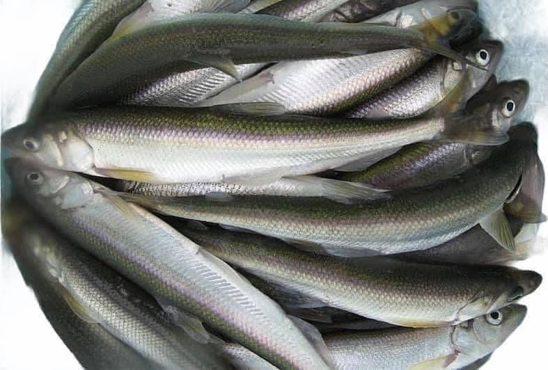 Wild Smelt – 5 lb Bag