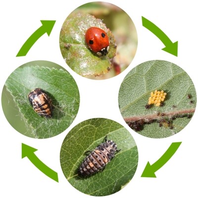 Coccinelle - Adalia bipunctata - MAXI Coccinelle - Adalia bipunctata - MAXI
