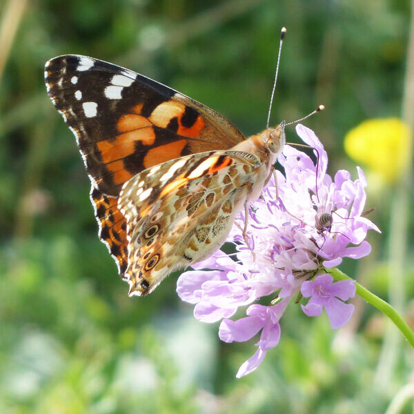 4 crisalidi di farfalla (Vanessa cardui)