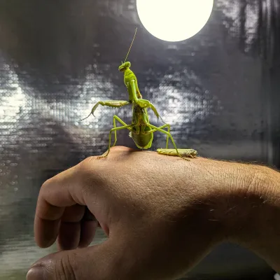 È la stagione delle Mantidi: attenzione alle segnalazioni di Specie Aliene