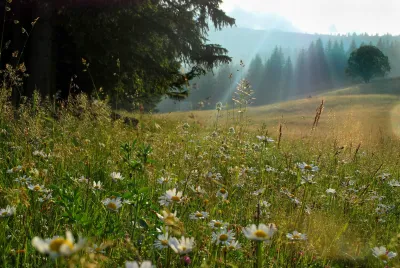Alla scoperta delle farfalle in Italia: guida completa per gli appassionati della natura