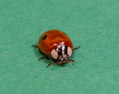 Salva il tuo giardino con le coccinelle!