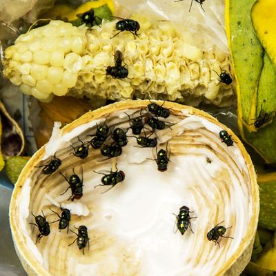 Problemi di mosche? Scopriamo gli insetti utili come soluzione!