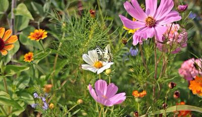 BUTTERFLY BLOOM - Un&#39;oasi per le farfalle