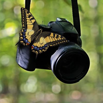 Come fotografare gli insetti: una rapida guida