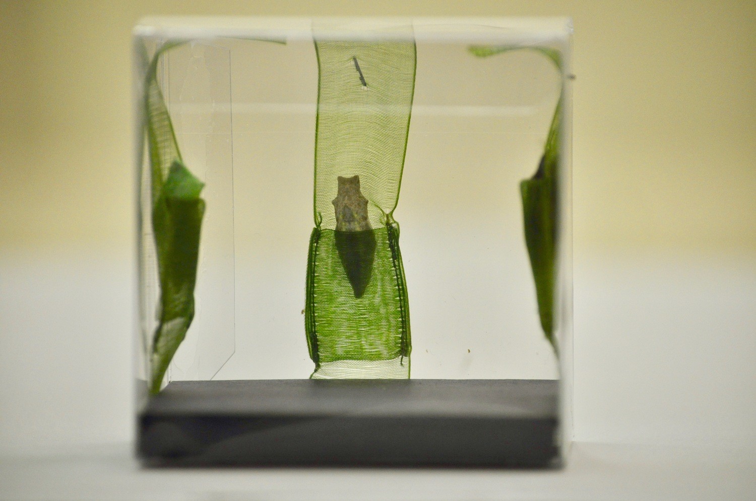 3 Papilio machaon Pupae