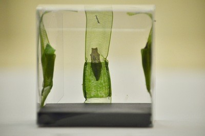 3 Papilio machaon Pupae