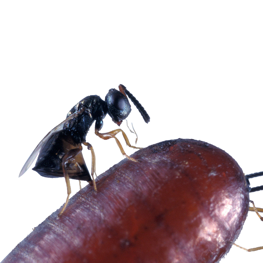 Beneficial insects for flies’ biological control