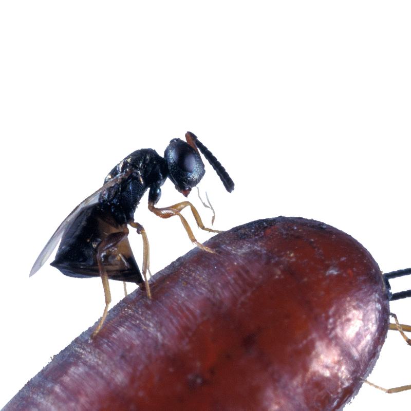 Beneficial insects for flies’ biological control