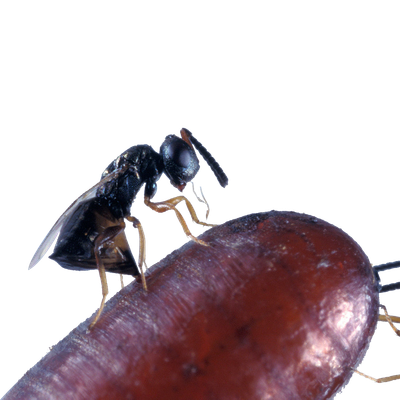 Beneficial insects for flies’ biological control