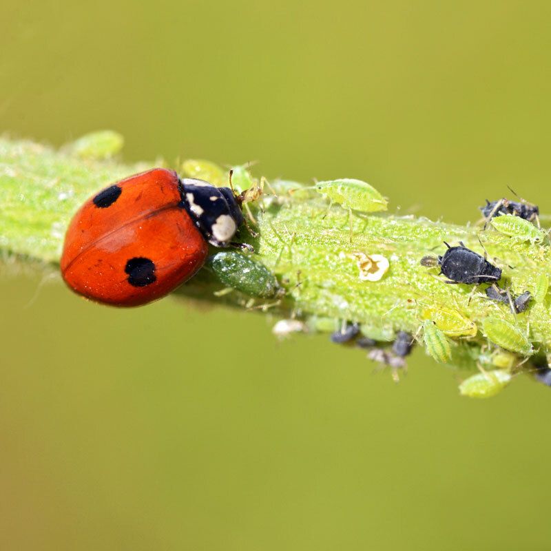 Adalia bipunctata Ladybugs - MAXI