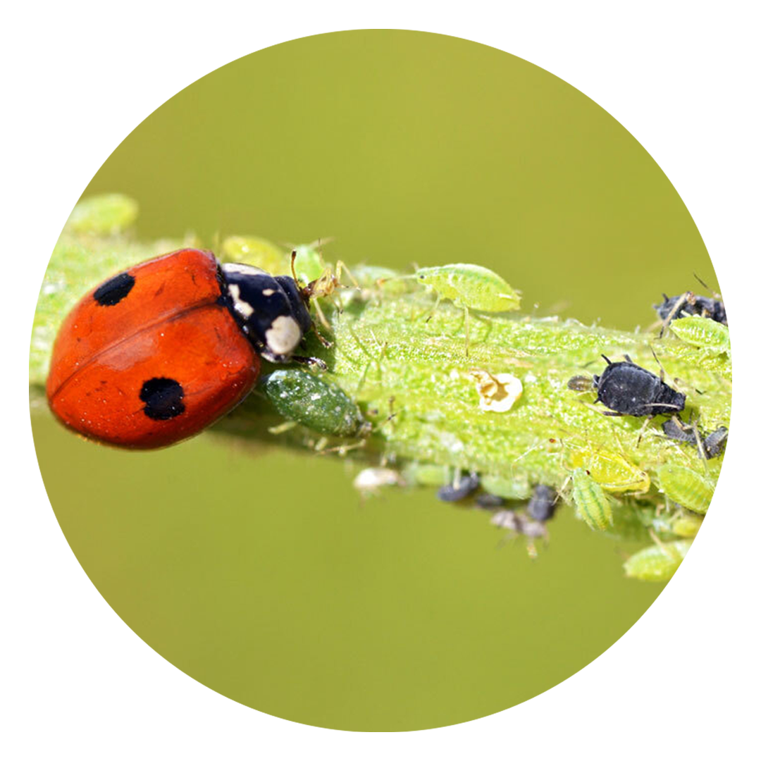 Adalia bipunctata Ladybugs - MAXI