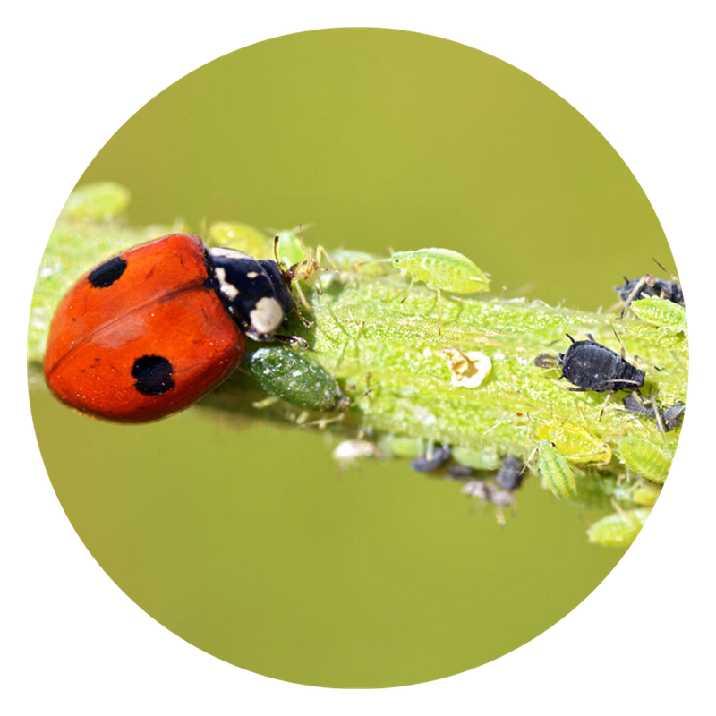 Adalia bipunctata Ladybugs - MAXI
