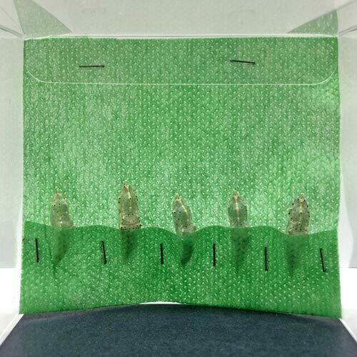 5 Pieris brassicae Pupae