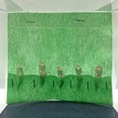 5 Pieris brassicae Pupae