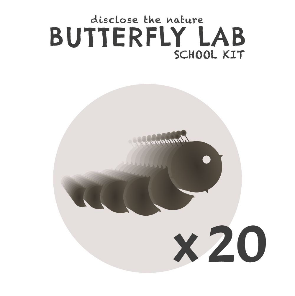 Ricarica bruchi e mangime Butterfly Lab x20