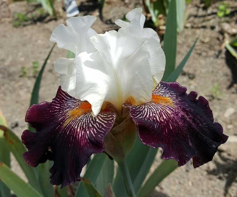 BRIGHT ON TOP