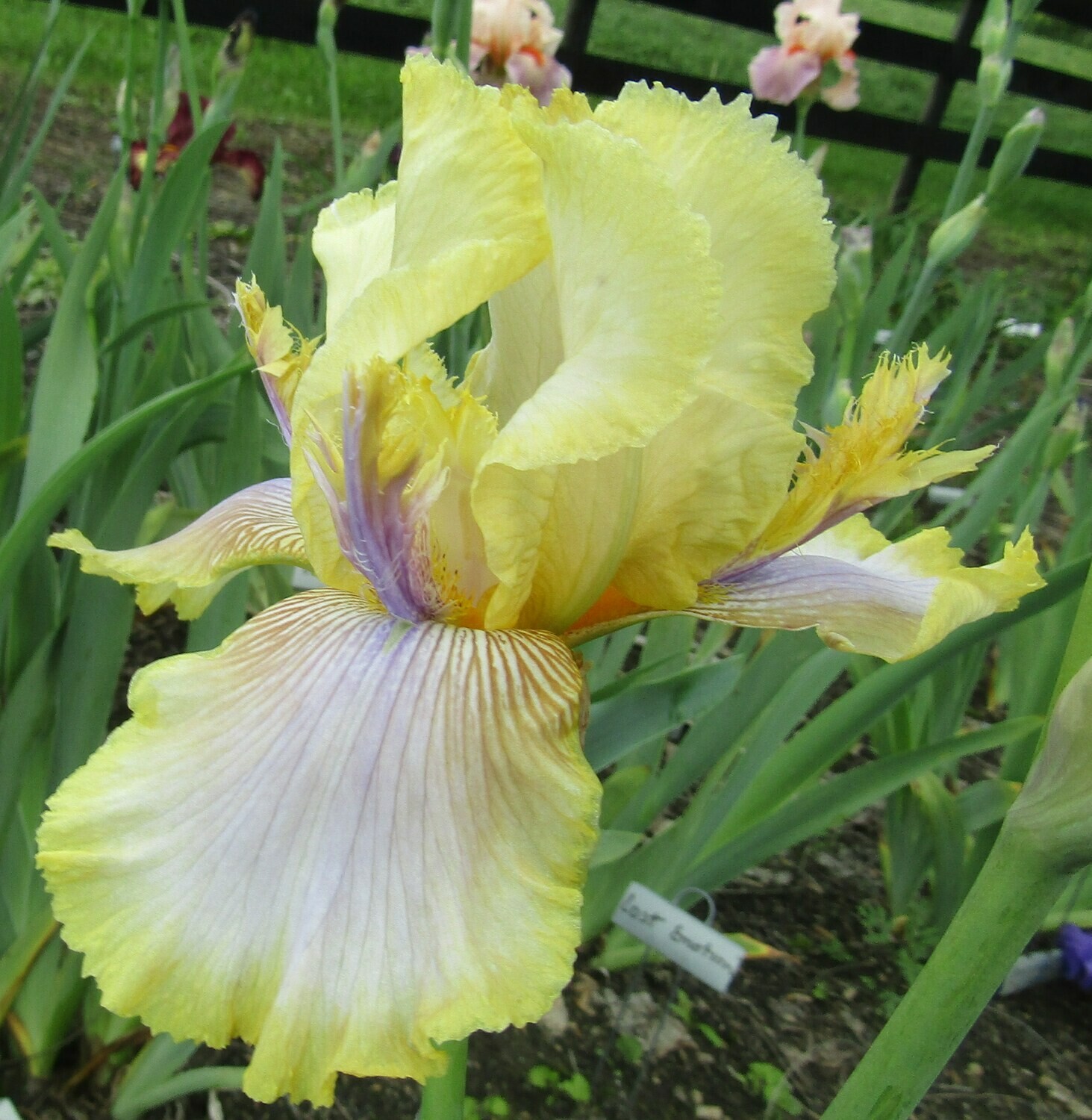 CANARY FEATHERS