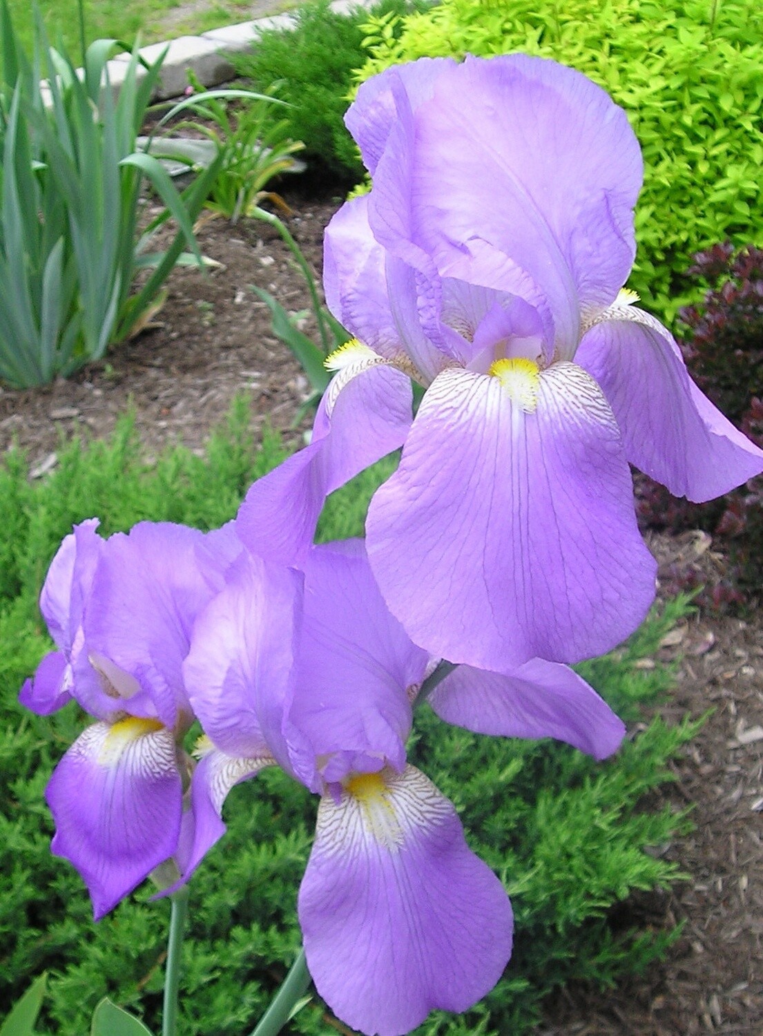 VIOLET HARMONY