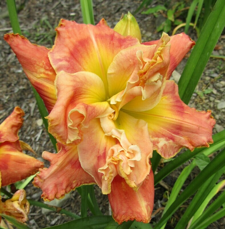 BUDDY&#39;S MEGAN