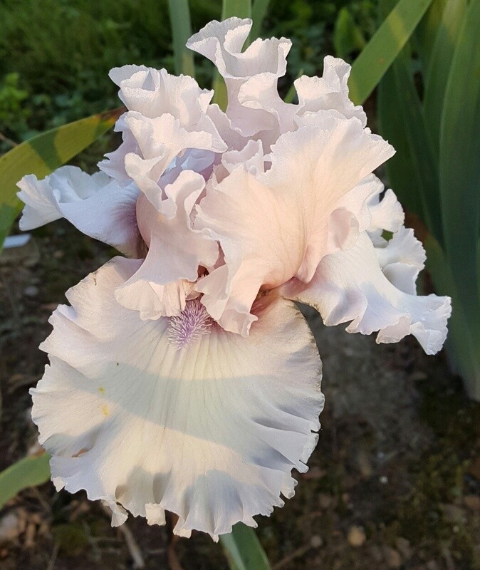 BEAUTY WITHIN