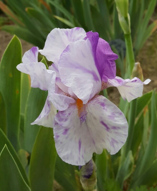 IRIS BONSAK